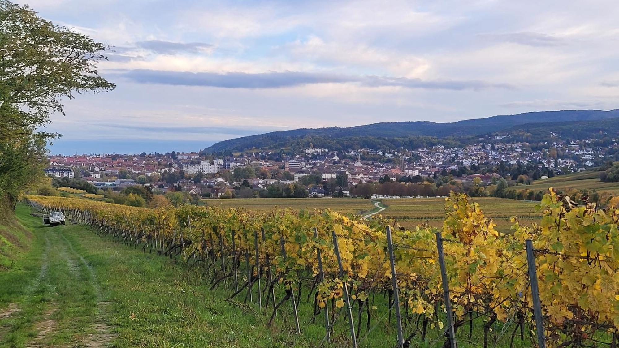 Ihr Bett Mit Blick Auf Die Weinberge Bad Duerkheim Ngoại thất bức ảnh